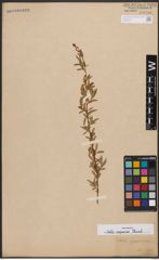 Foto von Salix capensis Thunb.